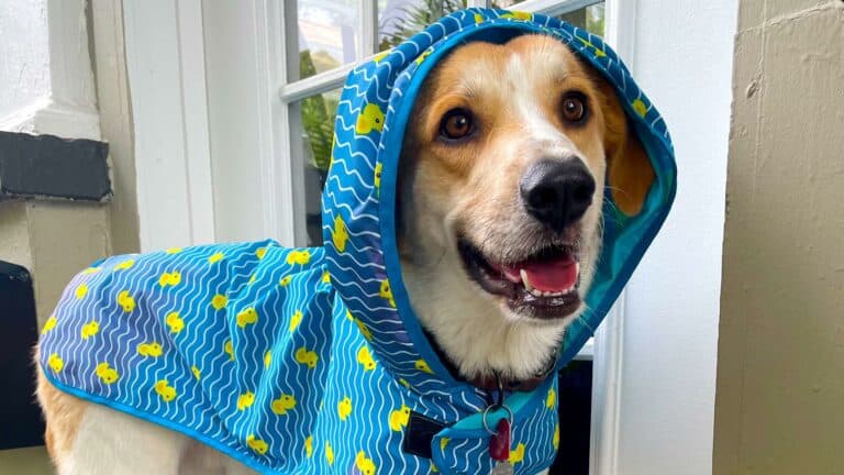 A dog in a blue rain jacket smiles at the corner