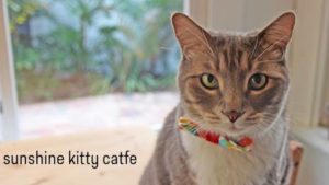 Photo of an adoptable cat with brown fur