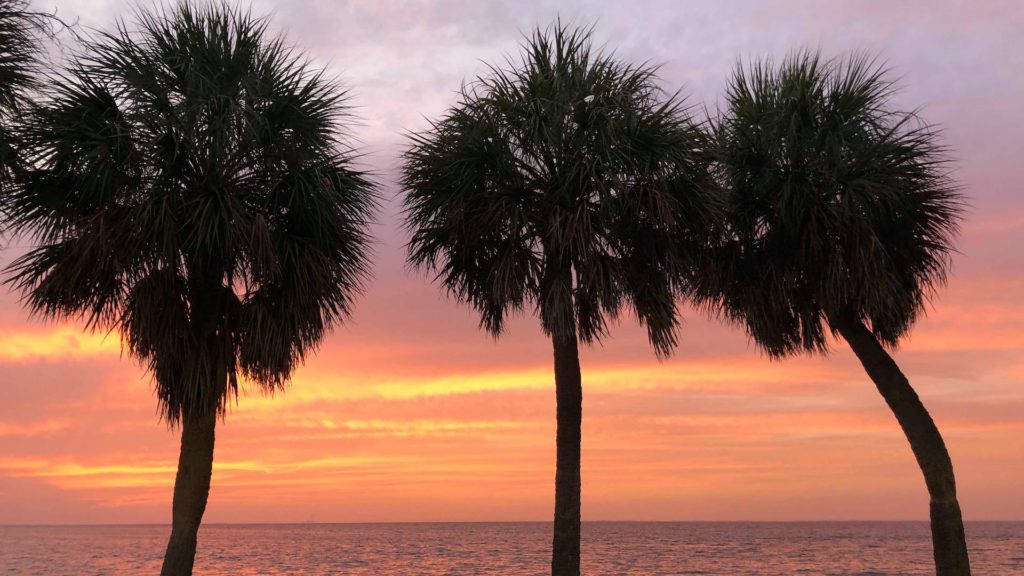 Palm trees at sunrise in Vinoy Park