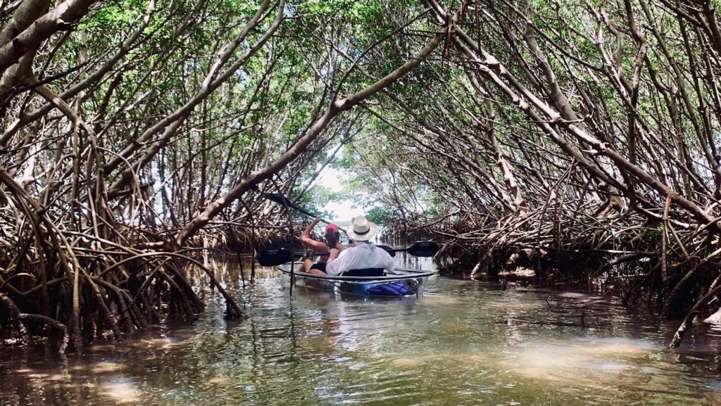 Photo of mangrove tunnel at Shell Key Preserve