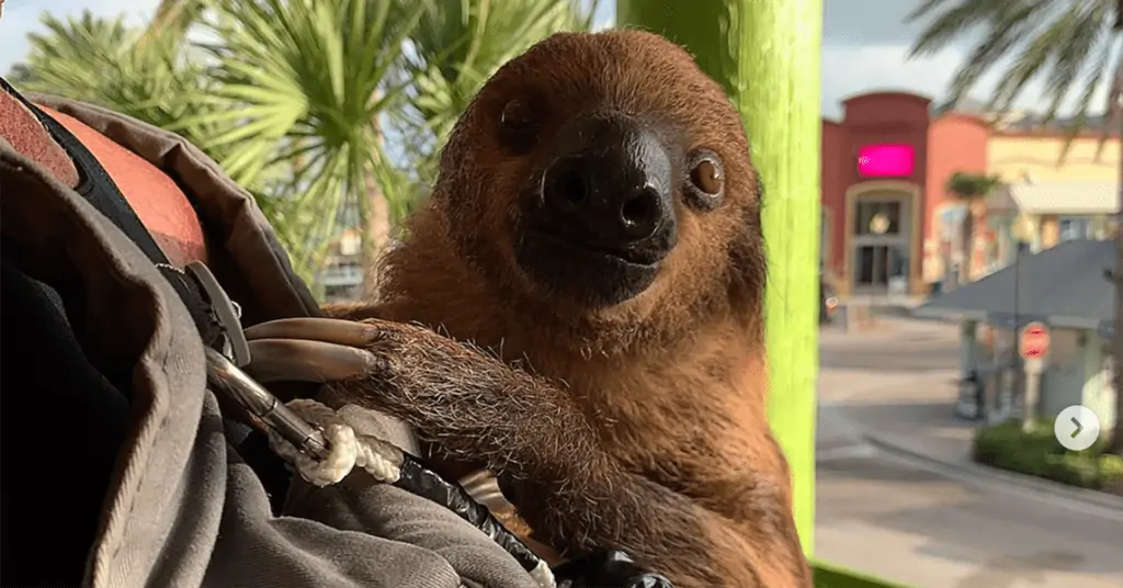 Photo of a smiling sloth
