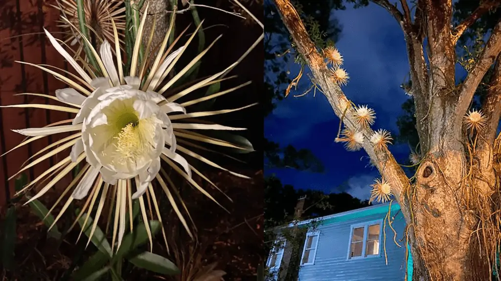 Photo of night blooming cactus