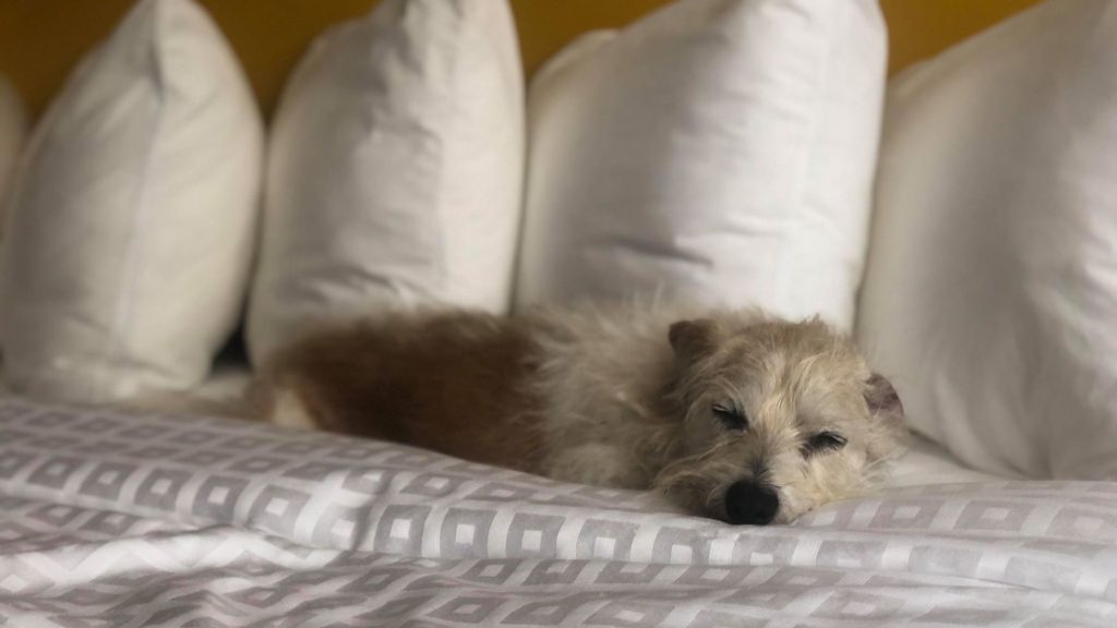 Photo of a dog sleeping on a bed