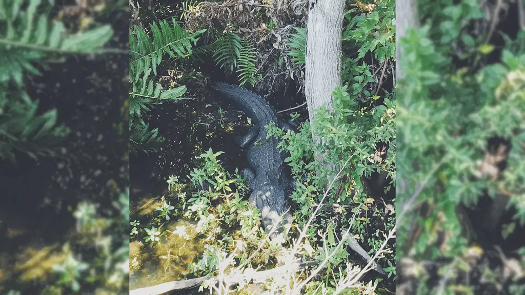 Photo of a gator floating in water