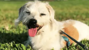 photo of a dog sitting in the grass