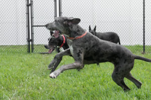 Dogs running in an outdoor play area