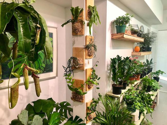 inside a flower shop with green hanging plants on the wall 