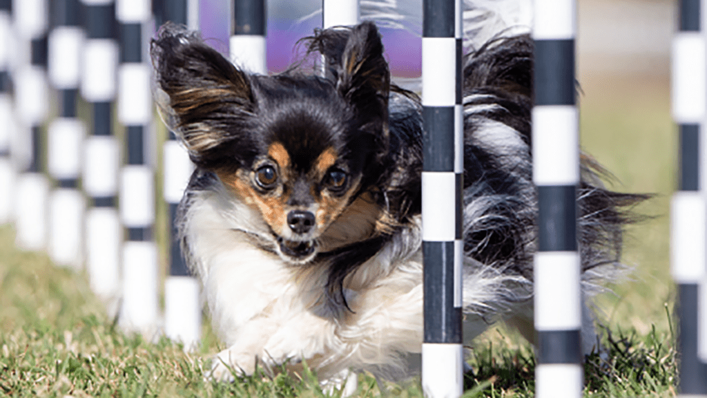 Purina's Incredible Dog Challenge returns to St. Pete - I Love the Burg