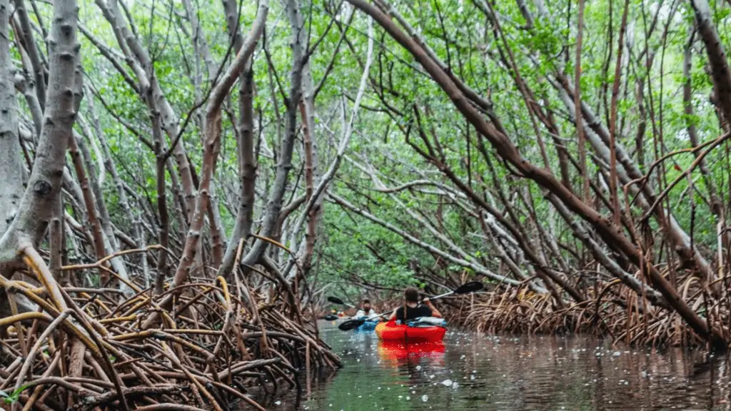 inside a tunnel of mangroves in Florida