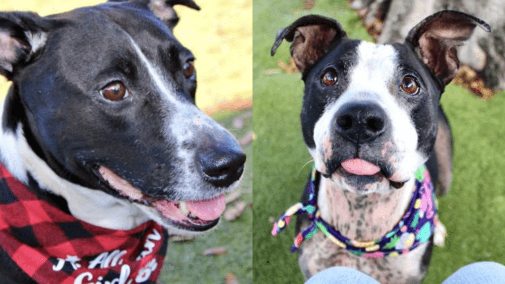 Two dogs outside SPCA Tampa Bay