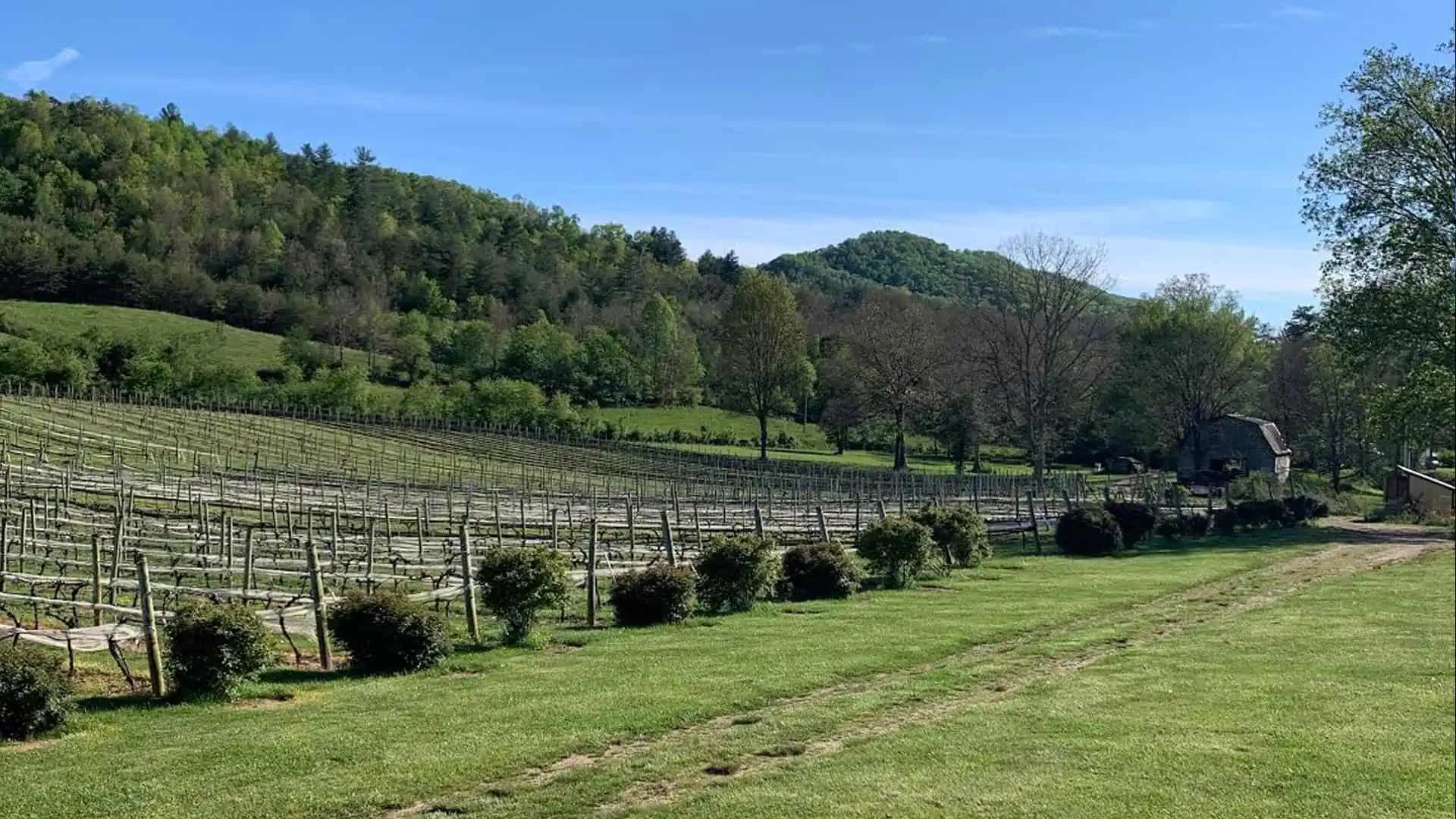 Vineyard farm