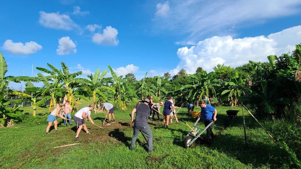 several people working on a farmer. A bright blue sky is overhead, and rows of green palms can be seen behind the people working.