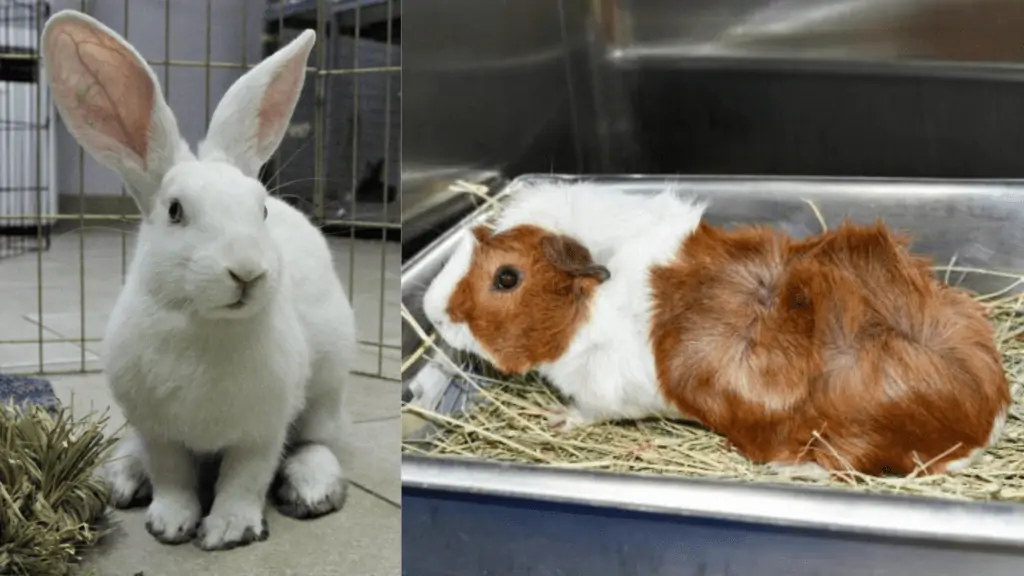A rabbit and a guinea pig up for adoption at SPCA Tampa Bay