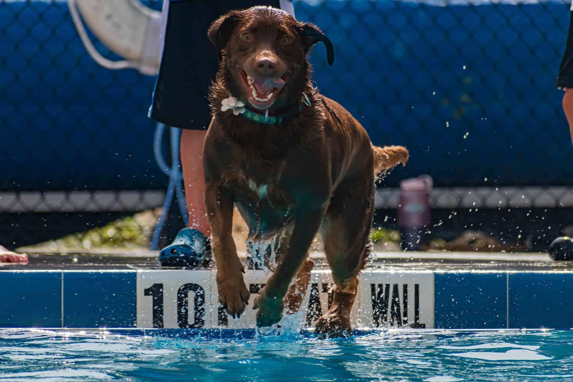 dog jumping into a pool