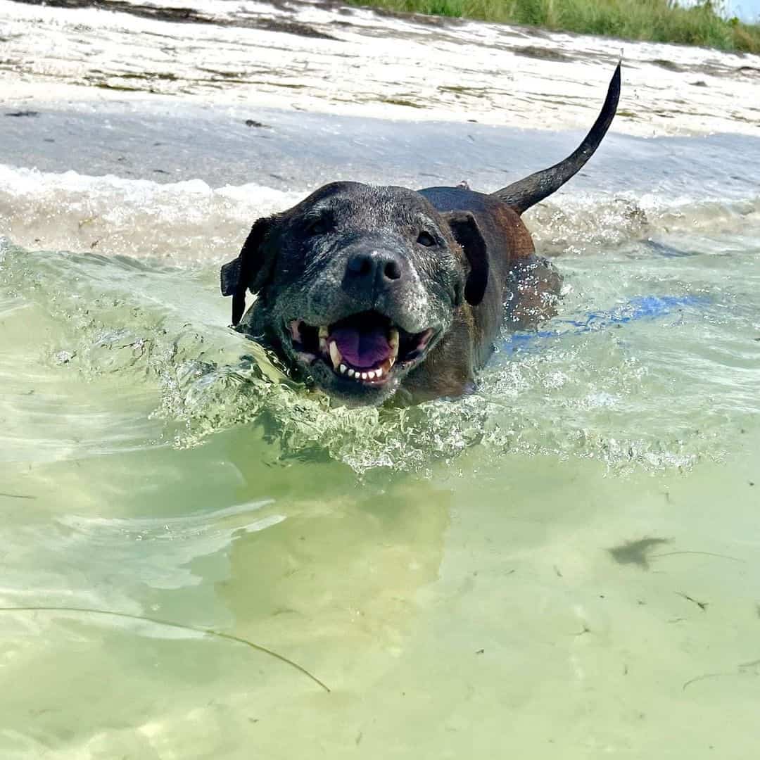image of black lab swimming in the ocean