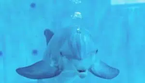 A dolphin at the Clearwater Marine Aquarium