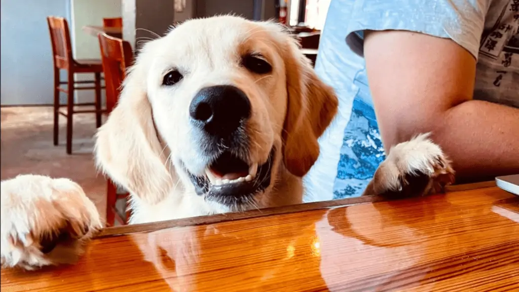 A dog hopping onto the bar at a brewery