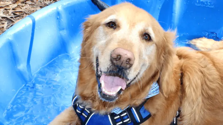 A dog in a pool