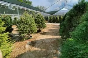 A row of christmas trees