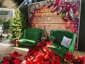 Two green sofas and poinsettias in front of a holiday backdrop