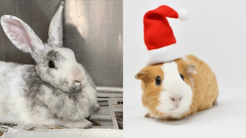 A rabbit, and a guinea pig in a Santa hat