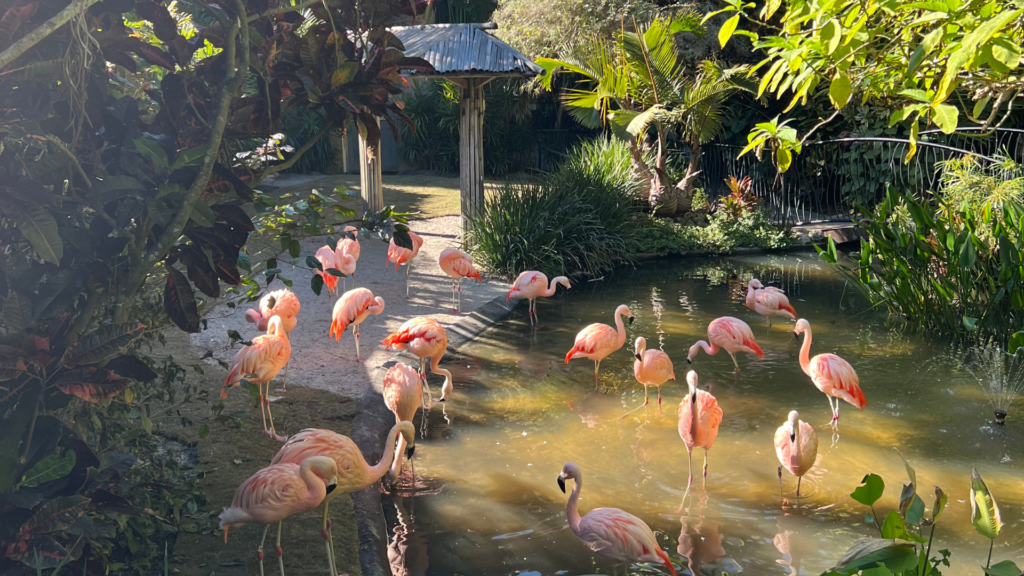 Flamingos in the water at Sunken Gardens