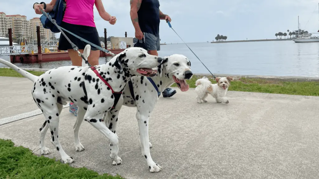 Three dogs participating in Pet Walk