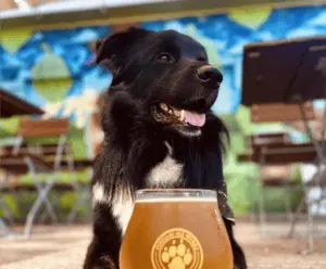 A dog at Pinellas Ale Works