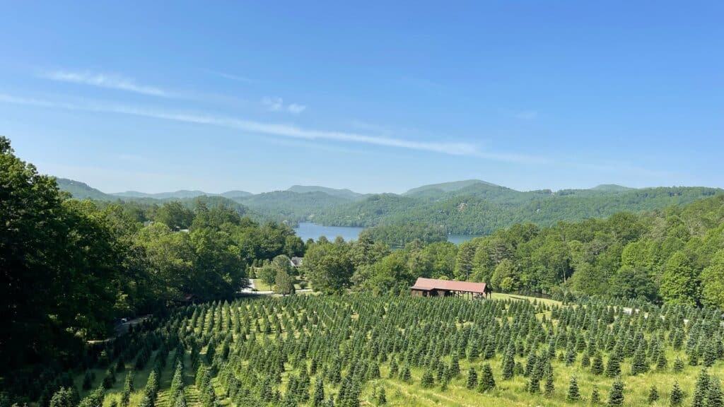 80 acres of Christmas trees along rolling hills