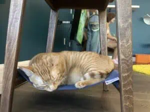 a cat sleeps under a table at sunshine kitty