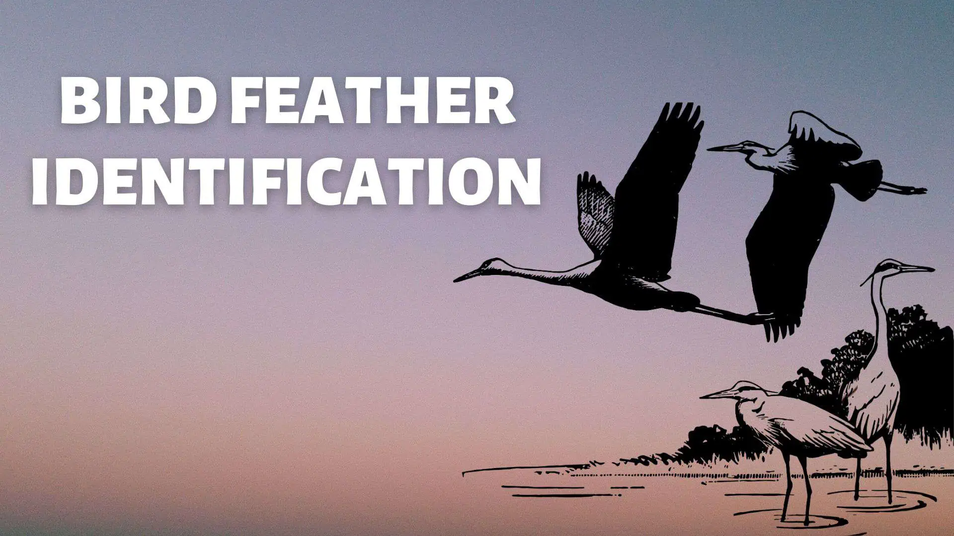 Bird Feather Identification Workshop at Boyd Hill