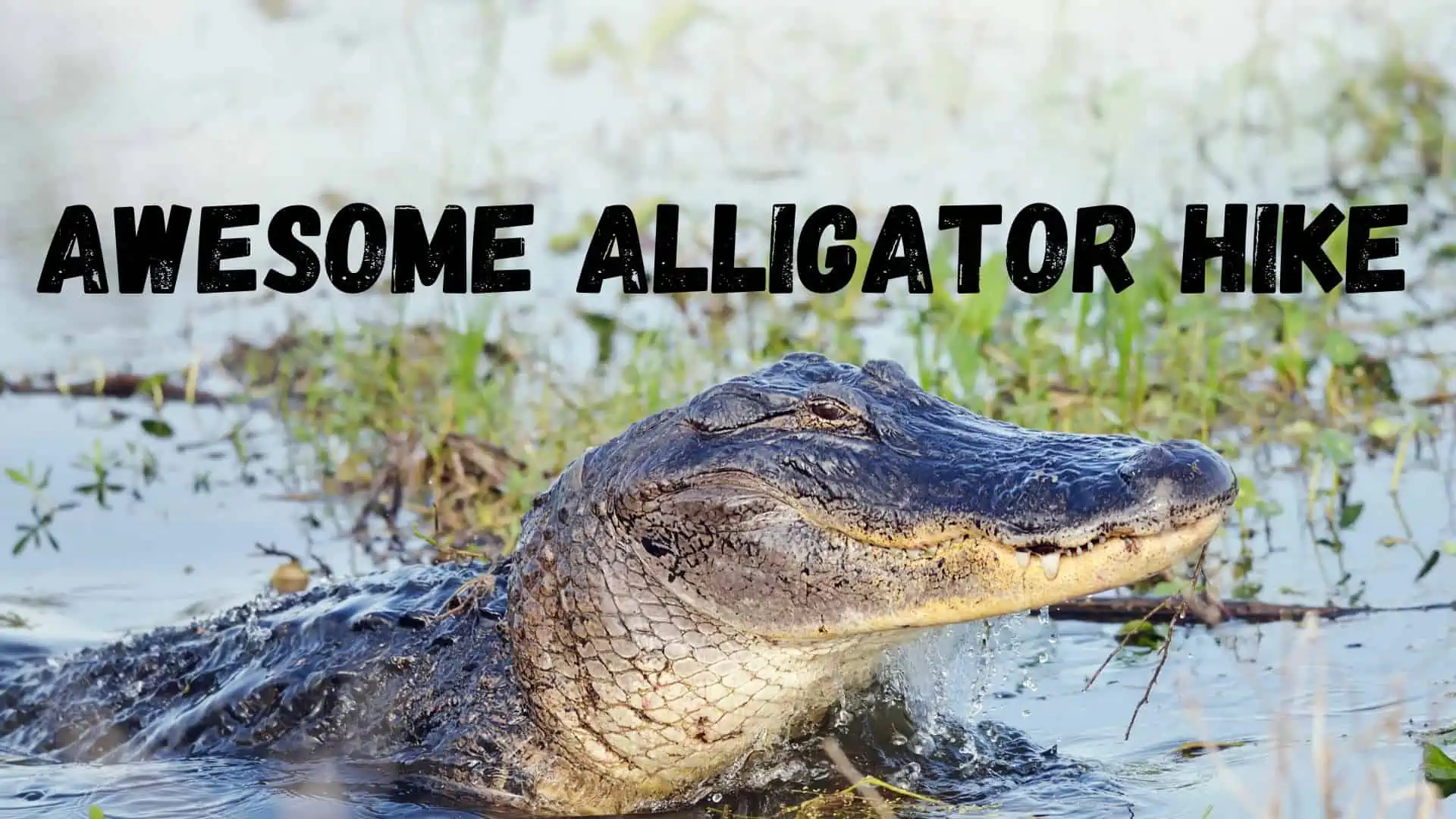 Awesome Alligator Hike