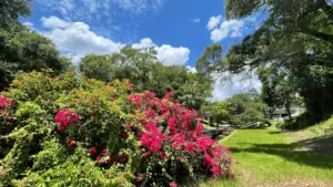 red flowers and a long green park extend to a creek