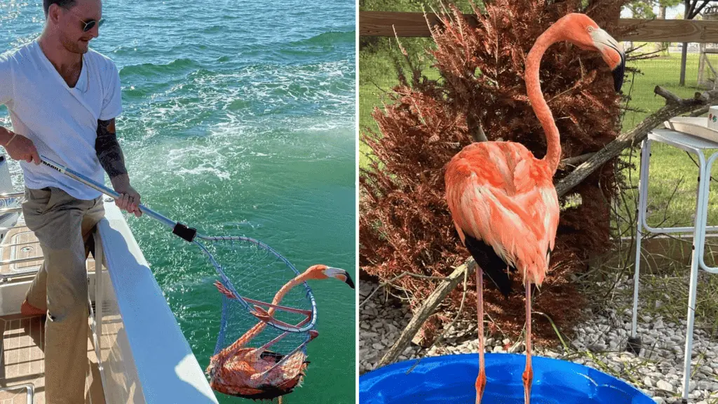 a flamingo rescue in a net off a boat, a flamingo standing tall in a small blue pool