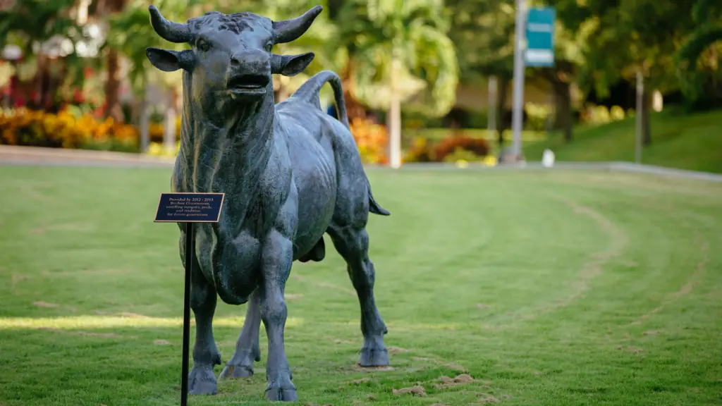 A bull statue on the St. Pete campus