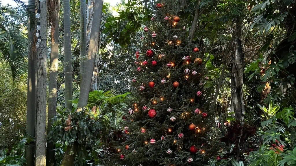 a big Christmas tree inside a preserve. It's decorated with red ornaments
