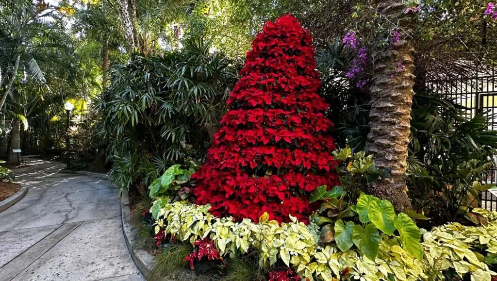 a red poinsettia tree