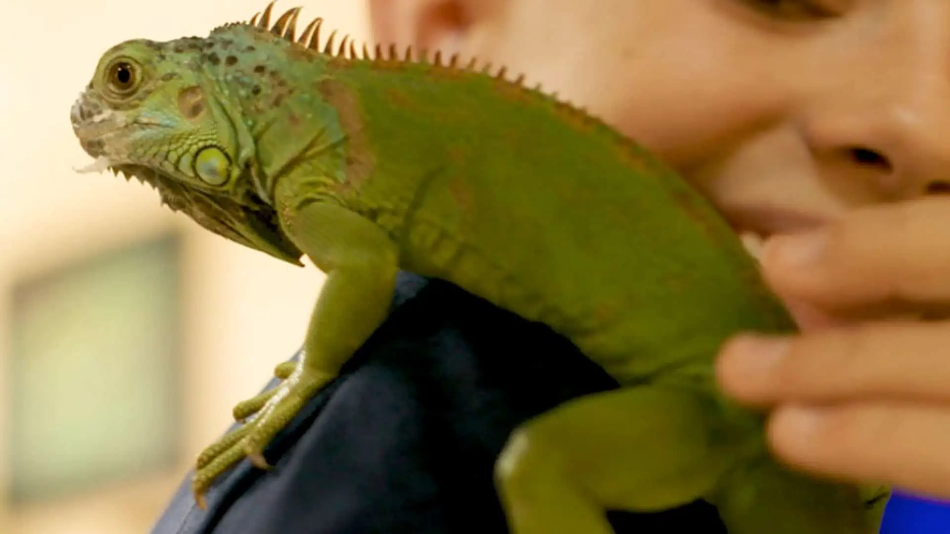 A kid with an iguana