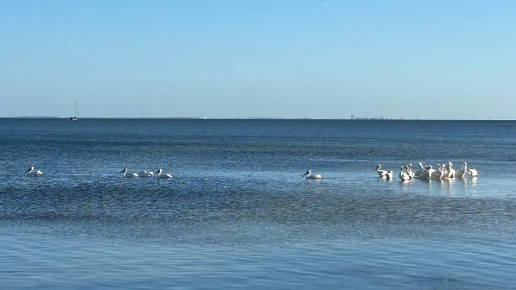Pelicans in St. Pete