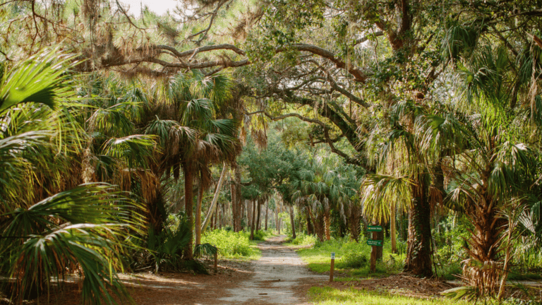 A nature trail during the day