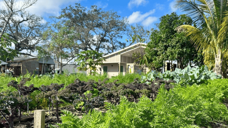 An urban farm
