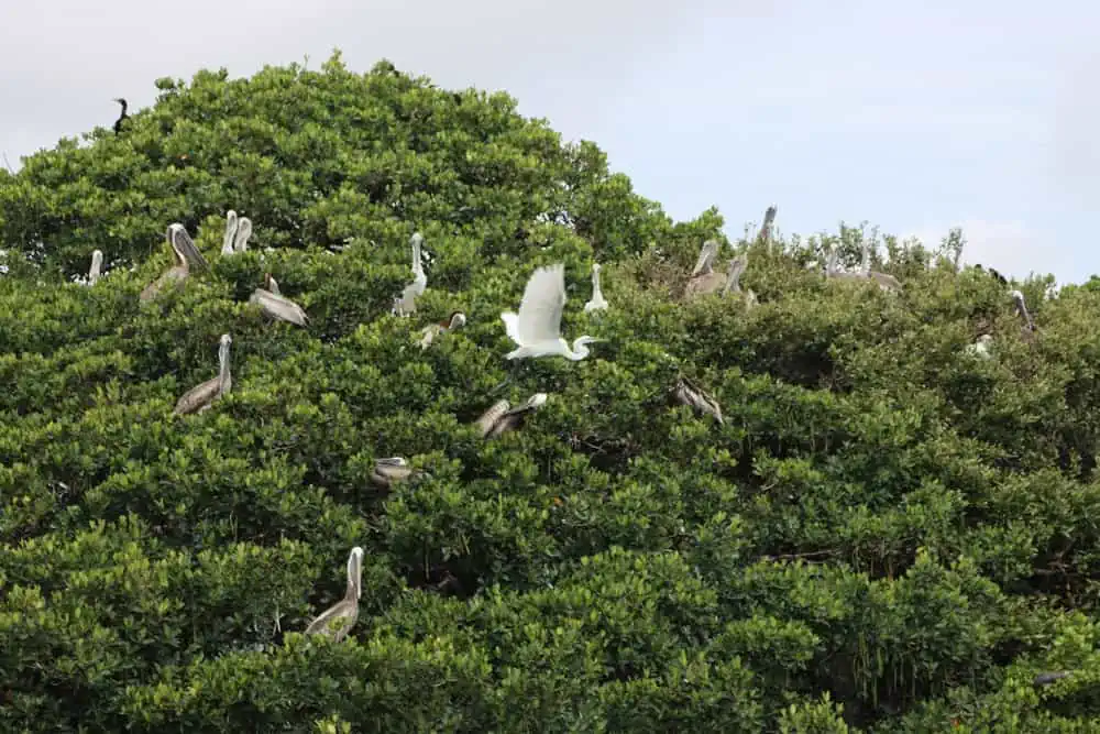 Birds on an island