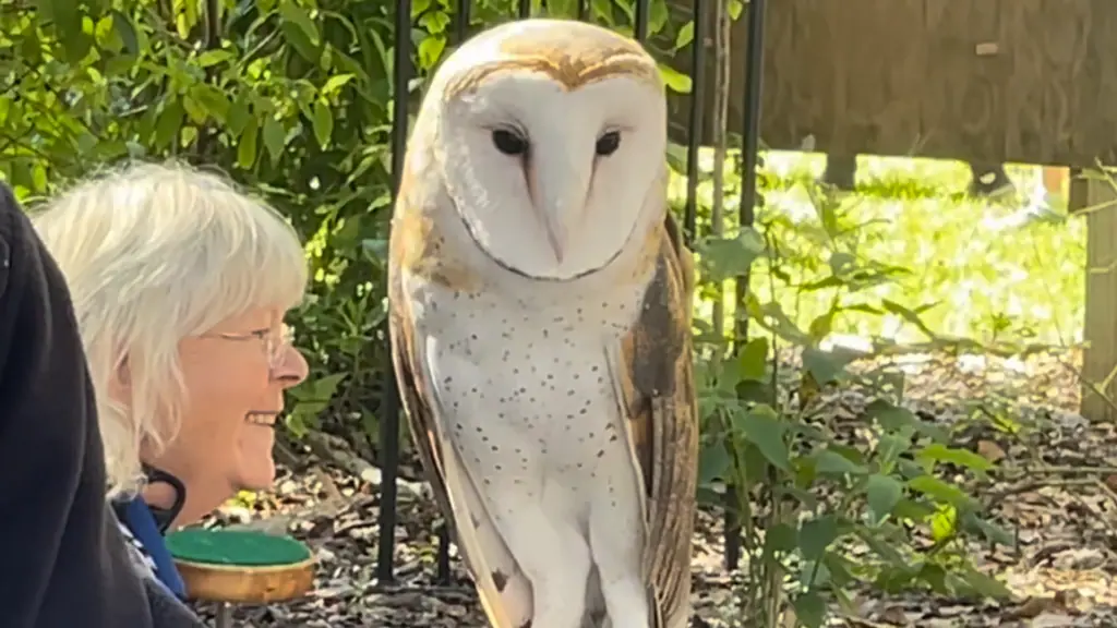 a white owl perched on an arm
