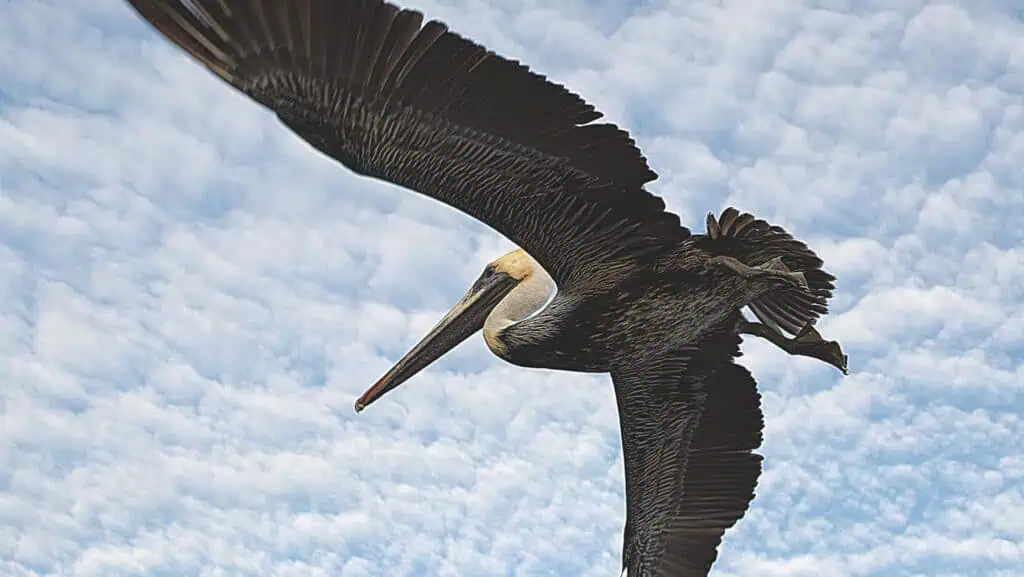 brown pelican flying