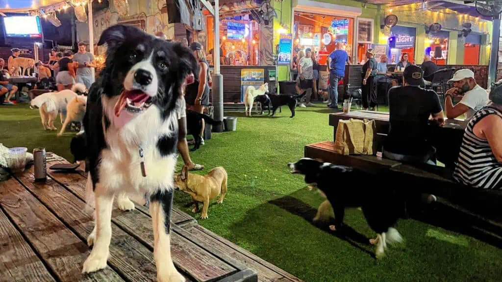 Dogs at a bar