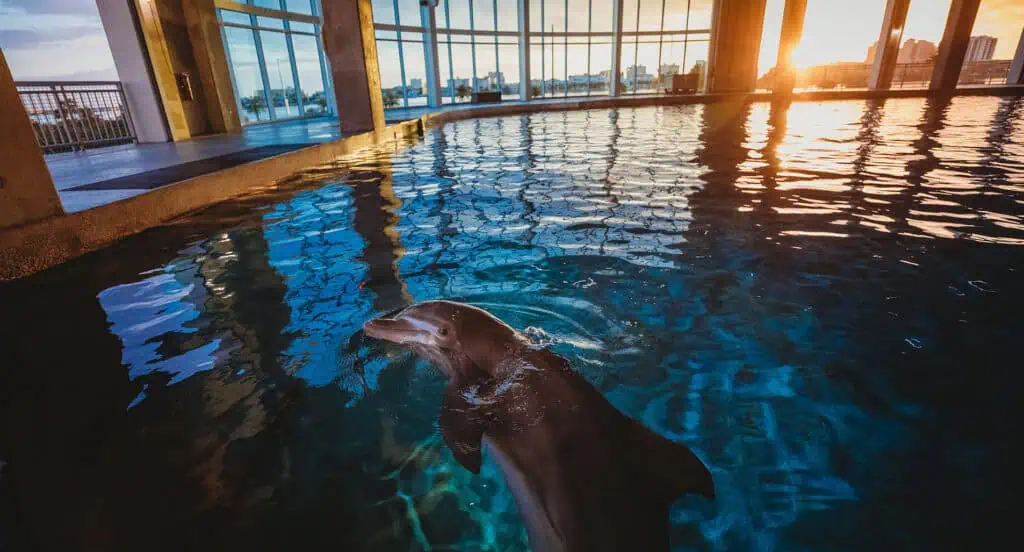 dolphin in water