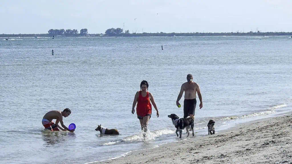 a group of people walk in a dog beach