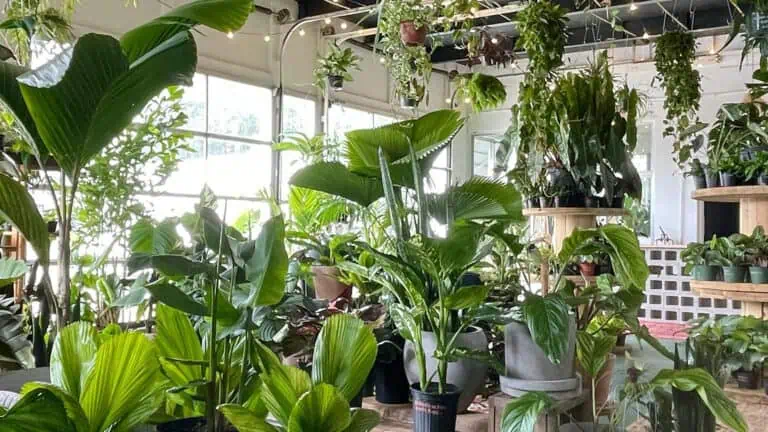 interior of a plant market