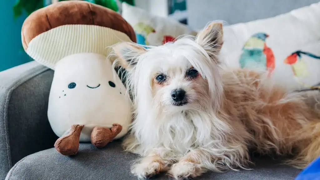 Fluffy small white dog Dipper poses next to a mushroom plush toy