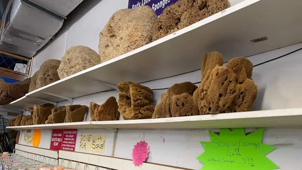 array of sea sponges on display in a unique store